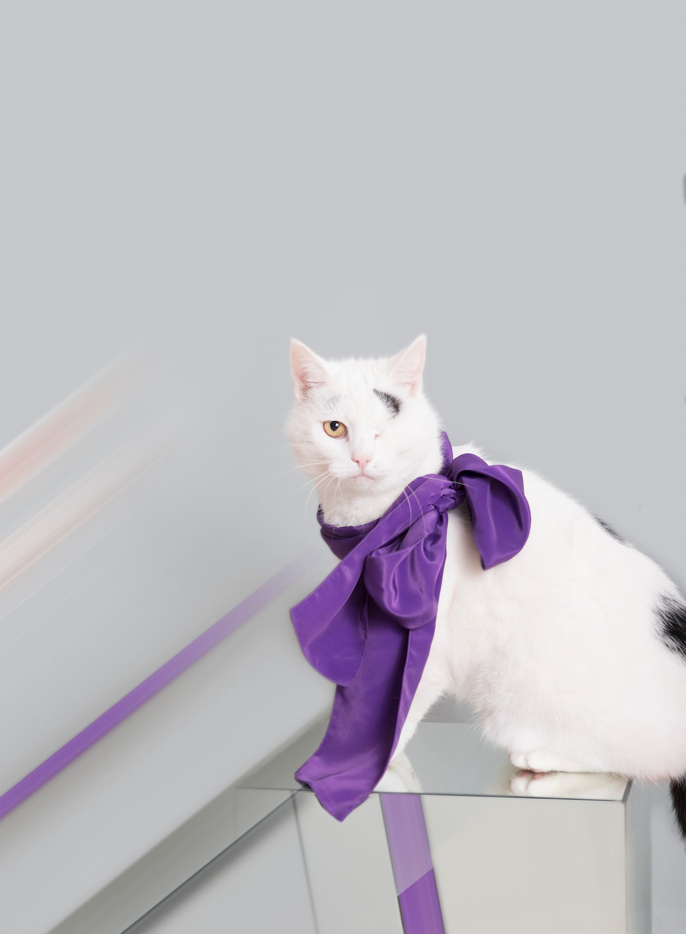Purple textile bow on a one-eyed cat